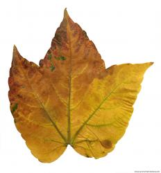 Leaves